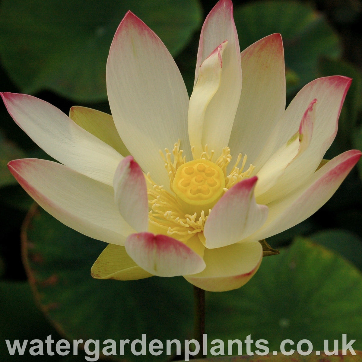 Nelumbo 'Pink n Yellow' - Water Garden Plants