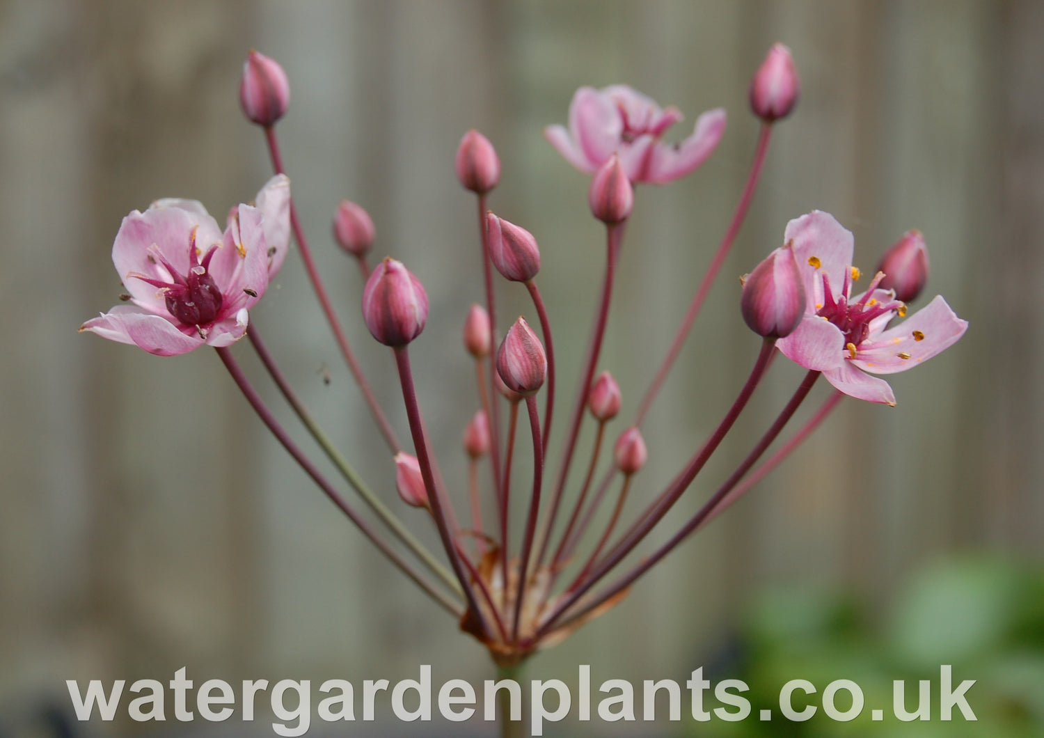 British Native Plants