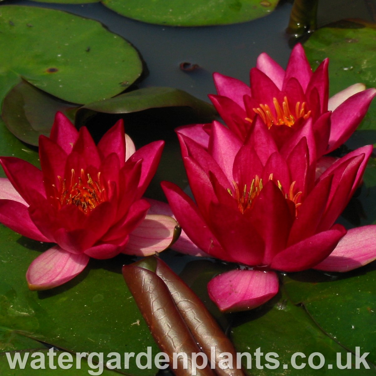 Red Waterlilies