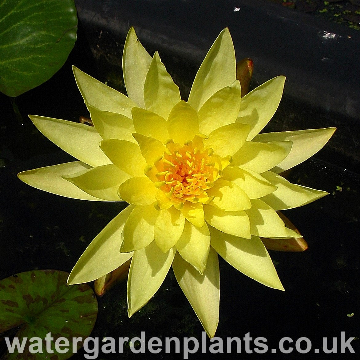 Yellow Waterlilies