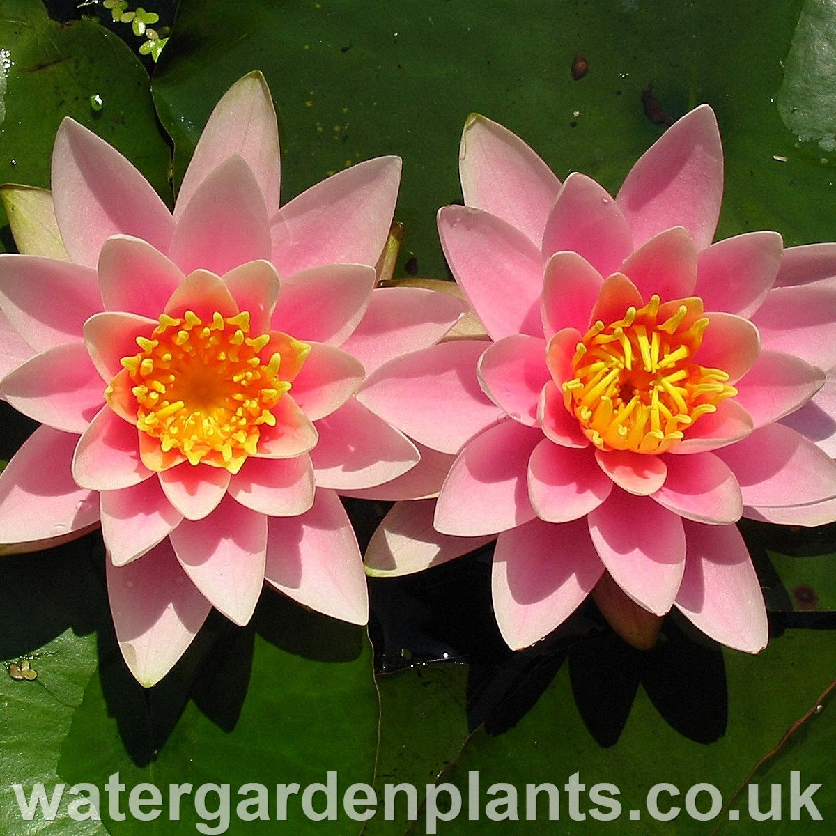 All Waterlilies (A - Z)