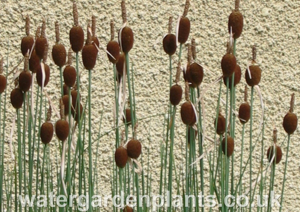 Marginal Pond Plants