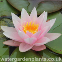 Waterlily Nymphaea 'Amabilis'