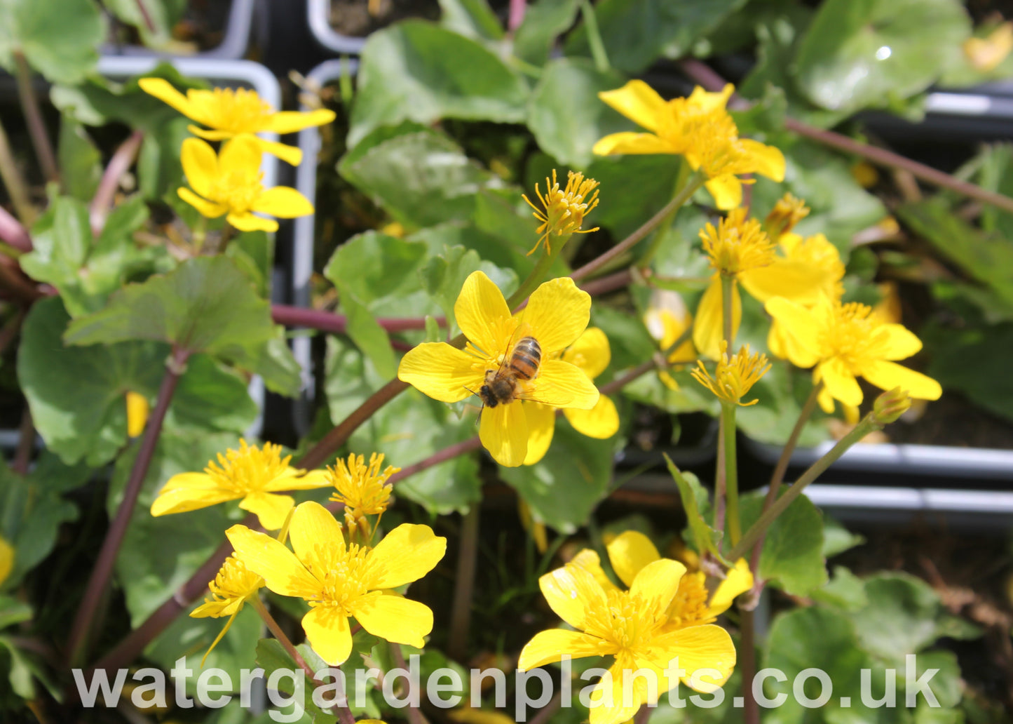 Caltha_palustris_var._radicans_Miniature_Marsh_Marigold with honeybee