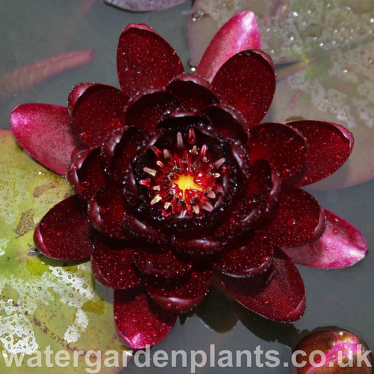 Waterlily Nymphaea 'Black Princess'