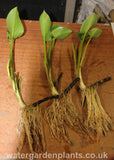Calla palustris - Water Arum or Bog Arum, Swamp Lily