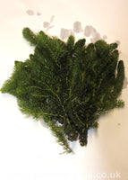 Bunch of Ceratophyllum_Hornwort