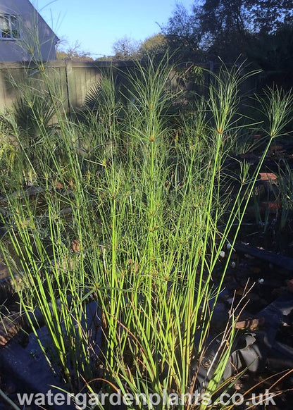 Cyperus giganteus - Mexican Papyrus, Hardy Papyrus