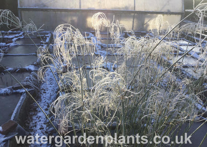 Cyperus giganteus - Mexican Papyrus, Hardy Papyrus, frozen in pond