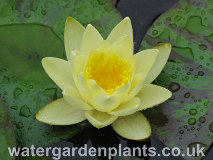 Nymphaea 'Marliacea Chromatella'