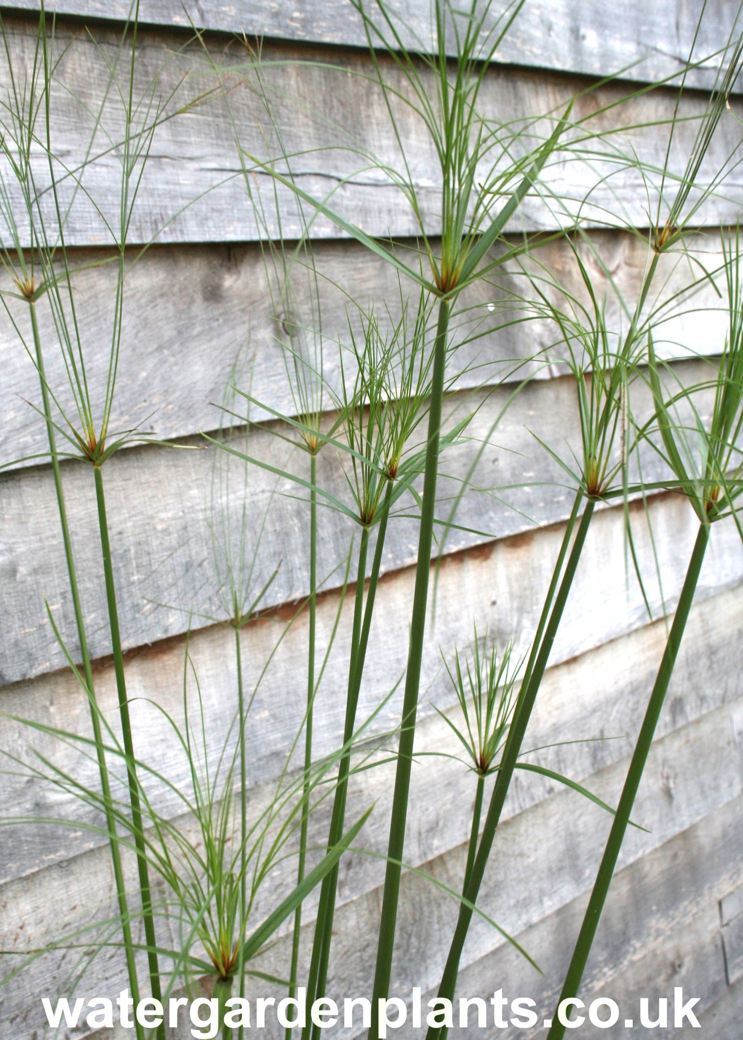 Cyperus giganteus - Mexican Papyrus, Hardy Papyrus