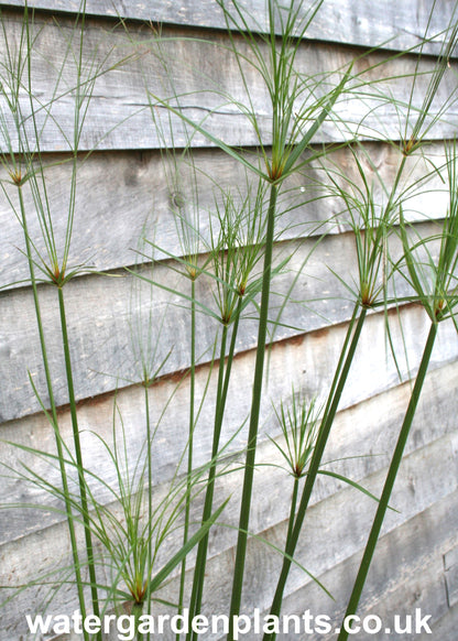 Cyperus giganteus - Mexican Papyrus, Hardy Papyrus