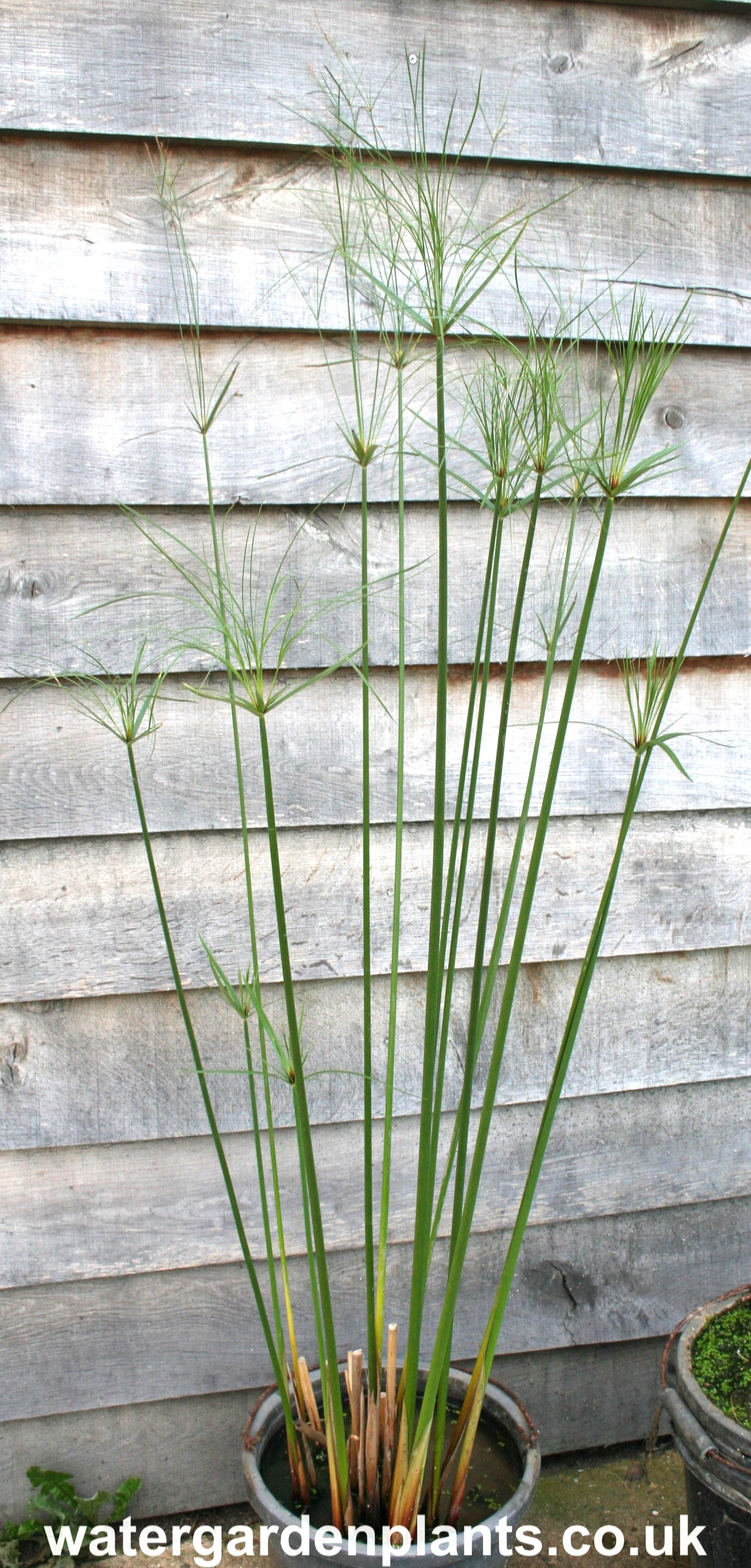 Cyperus giganteus - Mexican Papyrus, Hardy Papyrus