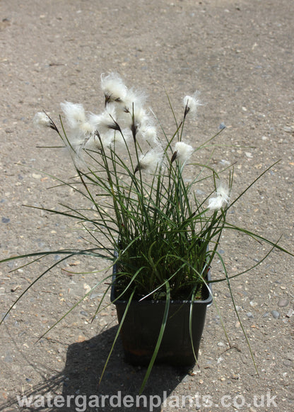 Eriophorum_angustifolium_Common_Cottongrass in pot