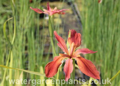 Iris_fulva_American_Copper_Iris