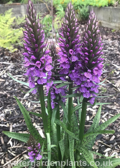 Dactylorhiza x grandis (Dactylorhiza praetermissa x Dactylorhiza fuchsii) - Hybrid Marsh Orchid