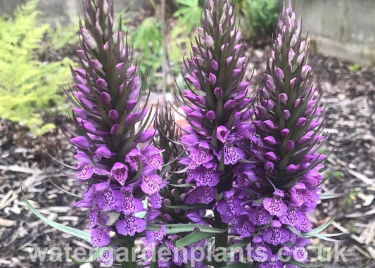 Dactylorhiza x grandis (Dactylorhiza praetermissa x Dactylorhiza fuchsii) - Hybrid Marsh Orchid