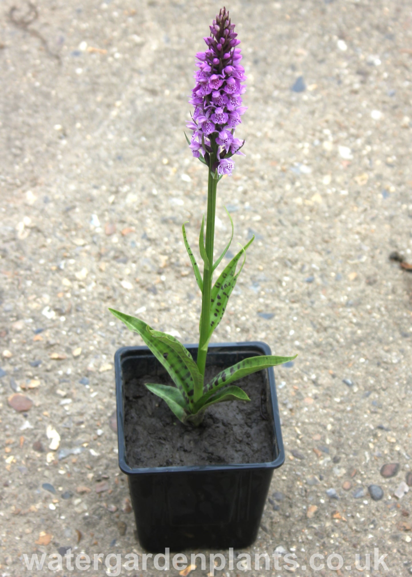 Dactylorhiza x grandis (Dactylorhiza praetermissa x Dactylorhiza fuchsii) - Hybrid Marsh Orchid