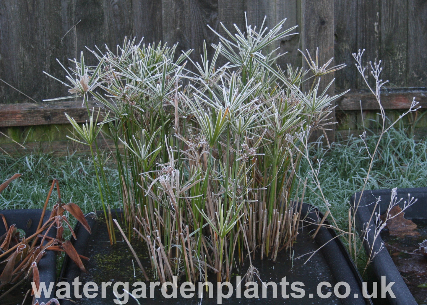 Cyperus involucratus (alternifolia) Umbrella Grass in a frozen pond