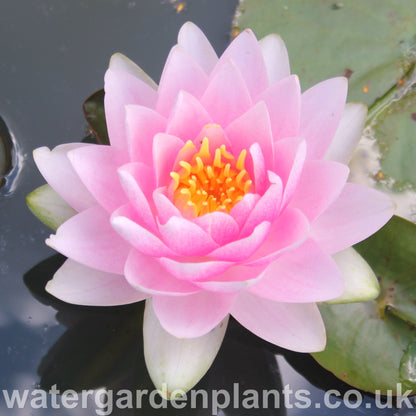 Waterlily Nymphaea 'Madame Wilfron Gonnère'