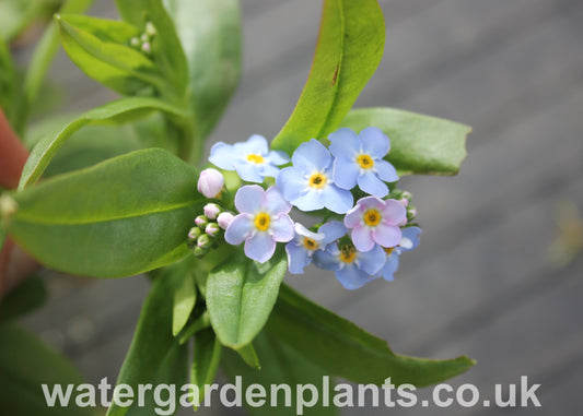 Myosotis scorpioides Native Water Forget-Me-Not