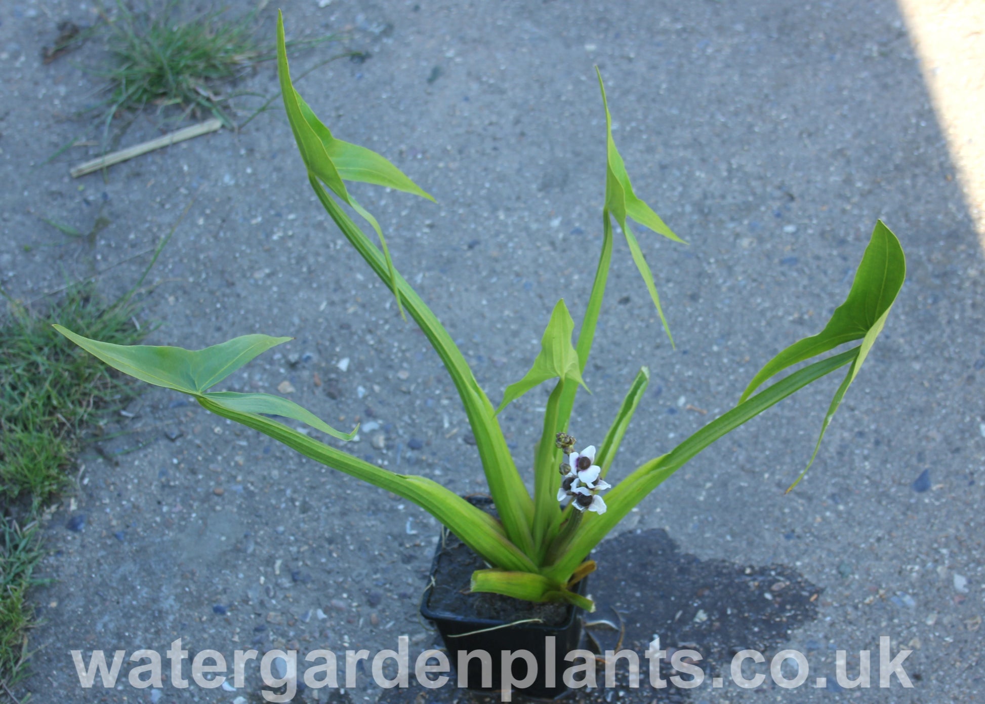 Sagittaria sagittifolia - Arrowhead, Swamp Potato in 1 litre pot