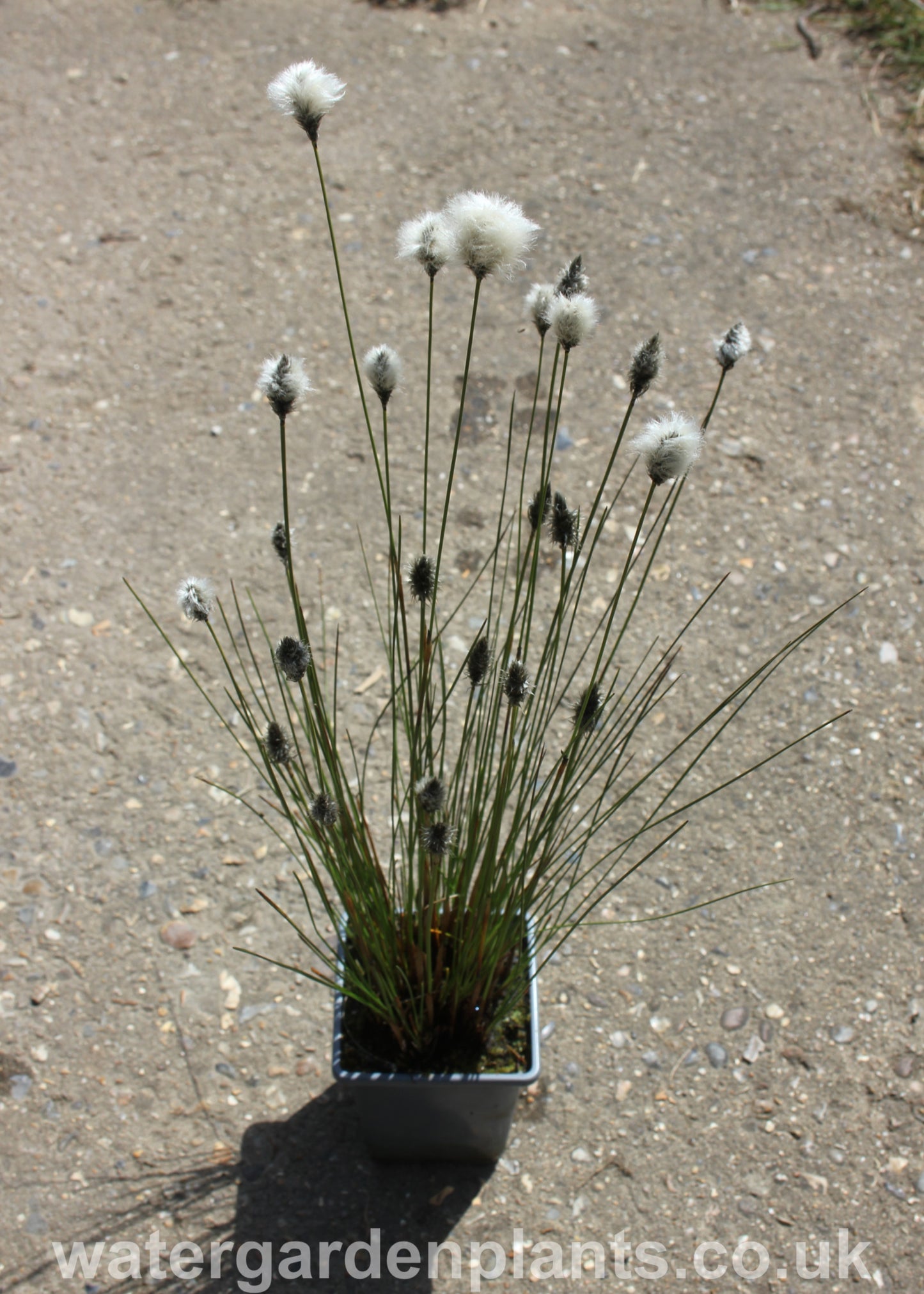 Eriophorum_vaginatum_Tufted_Cottongrass_or_Harestail_Cottongrass  in pot