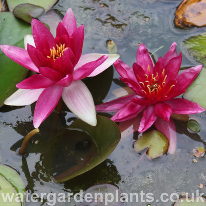 Waterlily Nymphaea 'Vésuve' ('La Vésuve') Success