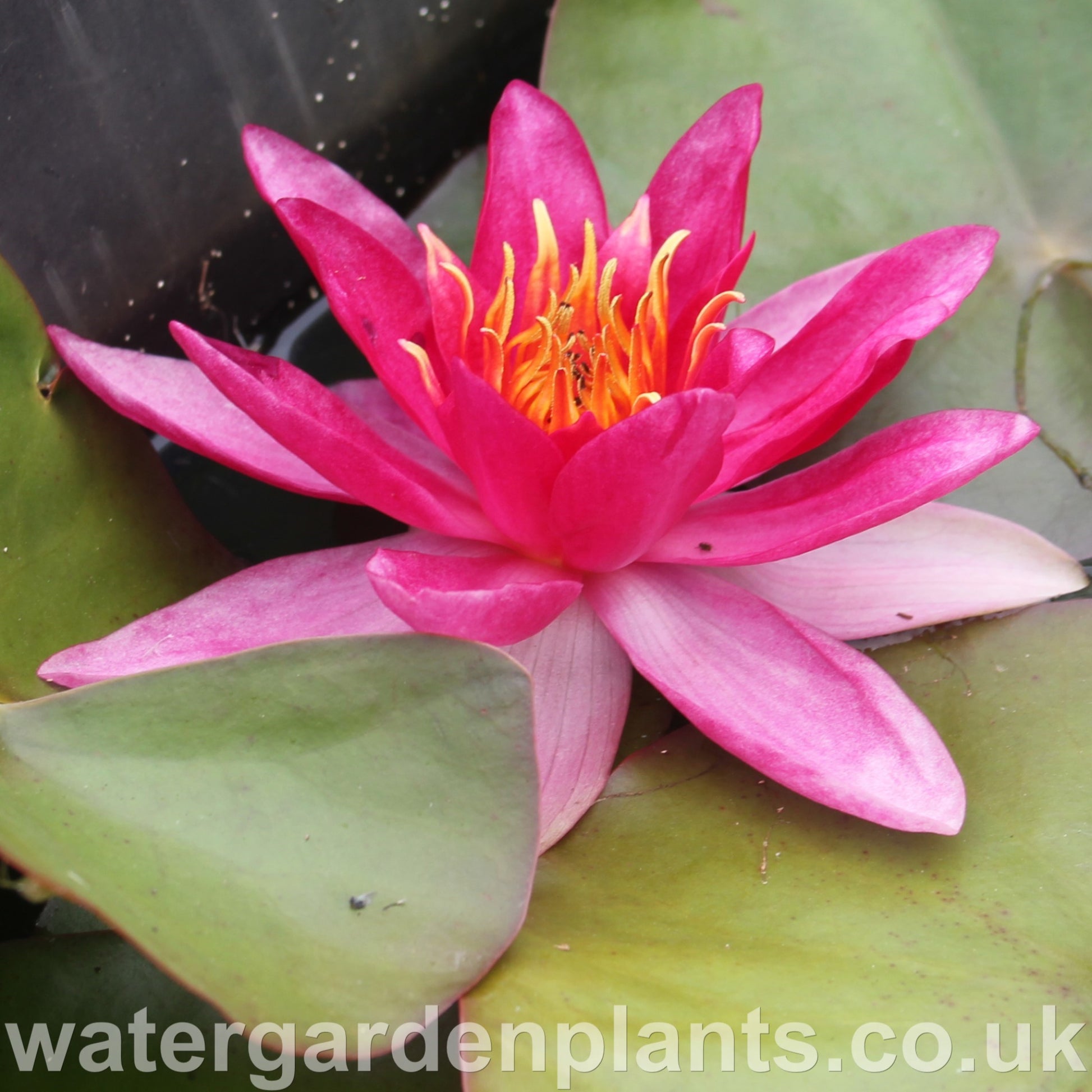 Waterlily Nymphaea 'Vésuve' ('La Vésuve') Success