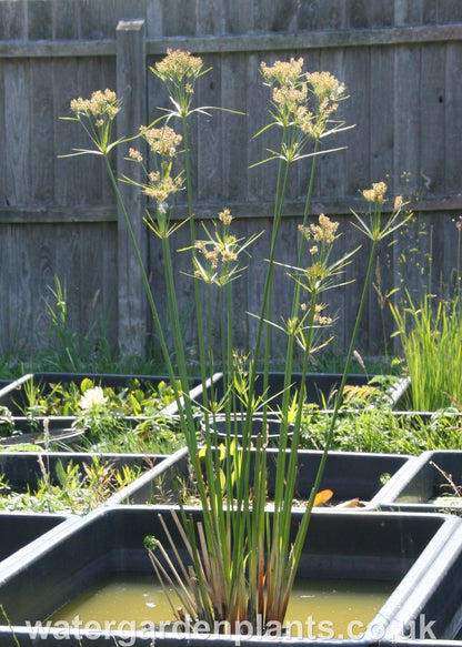 Cyperus giganteus - Mexican Papyrus, Hardy Papyrus with seed heads