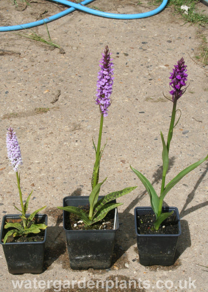 Dactylorhiza x grandis (Dactylorhiza praetermissa x Dactylorhiza fuchsii) - Hybrid Marsh Orchid with both parents