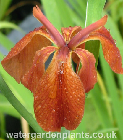 Iris_fulva_American_Copper_Iris bloom