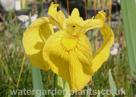 Iris pseudacorus - Yellow Flag Iris