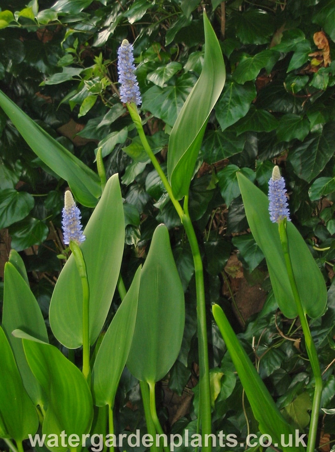 Pontederia dilatata - Giant Pickerel Plant