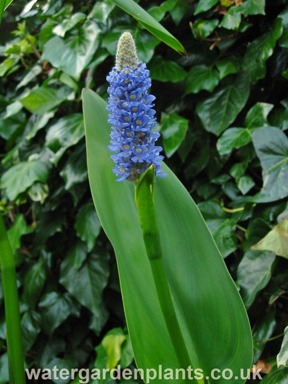 Pontederia dilatata - Giant Pickerel Plant