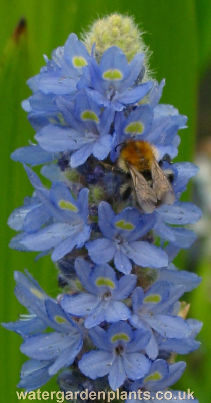 Pontederia dilatata - Giant Pickerel Plant with bumblebee