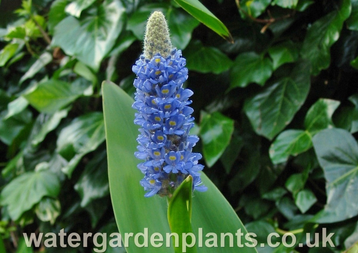 Pontederia dilatata - Giant Pickerel Plant