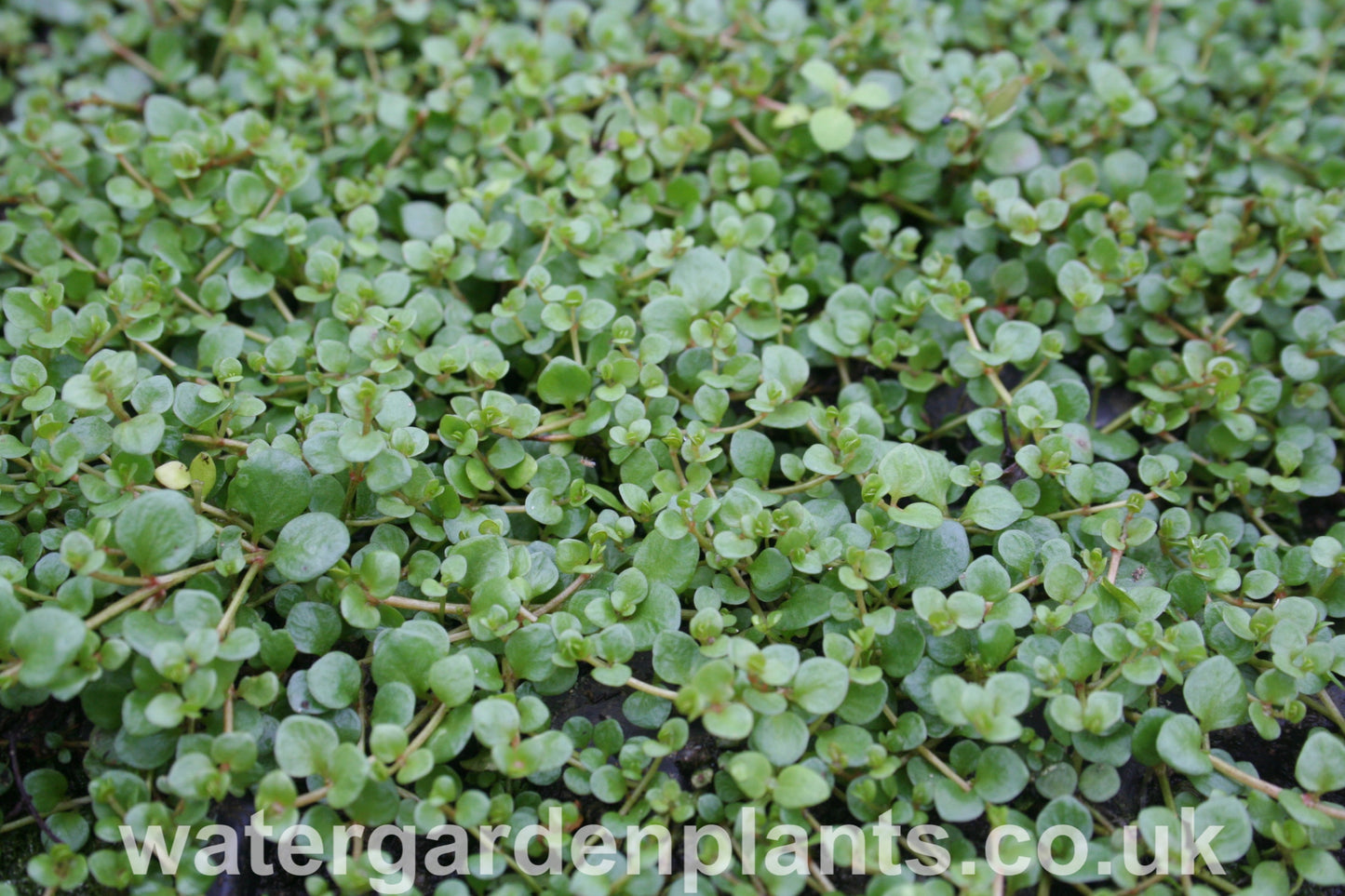 Anagallis tenella - Bog Pimpernel foliage