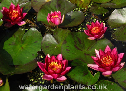 Waterlily Nymphaea 'Andreana'