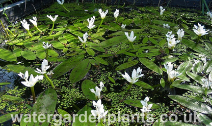 Water_Hawthorn_Aponogeton_distachyos