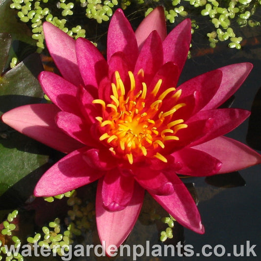 Nymphaea 'Atropurpurea' Waterlily