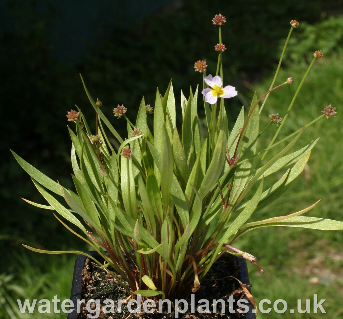 Baldellia_ranunculoides_Lesser_Water_Plantain