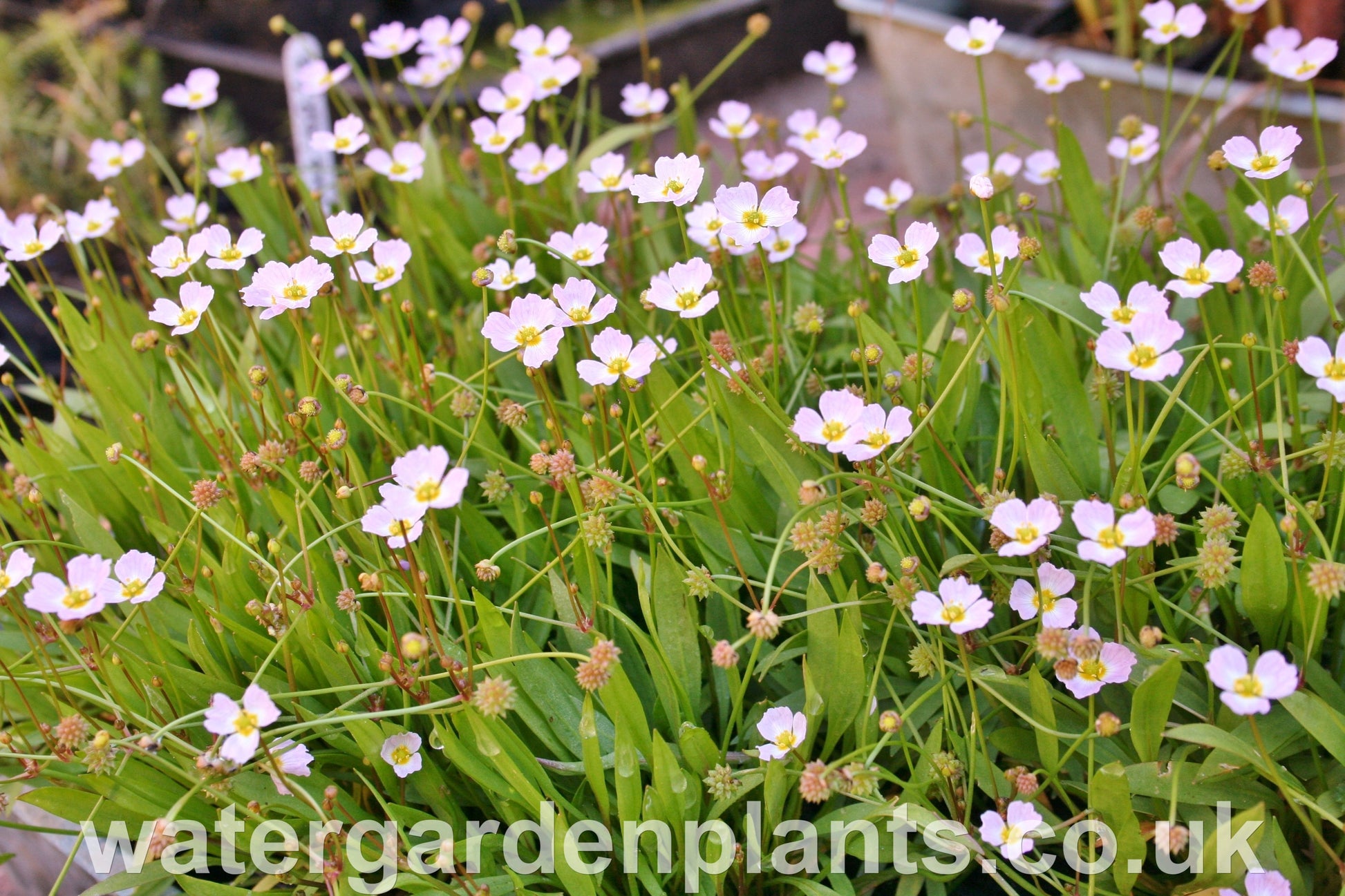 Baldellia_ranunculoides_Lesser_Water_Plantain