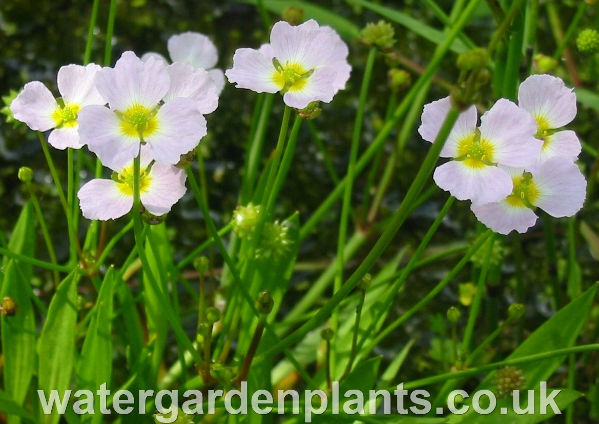 Baldellia_ranunculoides_Lesser_Water_Plantain