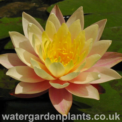 Nymphaea 'Barbara Dobbins'