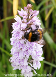 Dactylorhiza_fuchsii_Marsh_Orchid_or_Common_Spotted_Orchid_With_Bumblebee