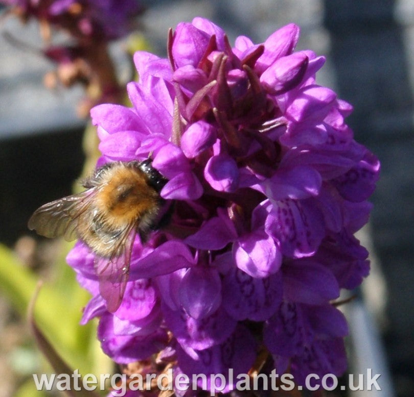 Dactylorhiza praetermissa - Southern Marsh Orchid, Purple Marsh Orchid with bumblebee