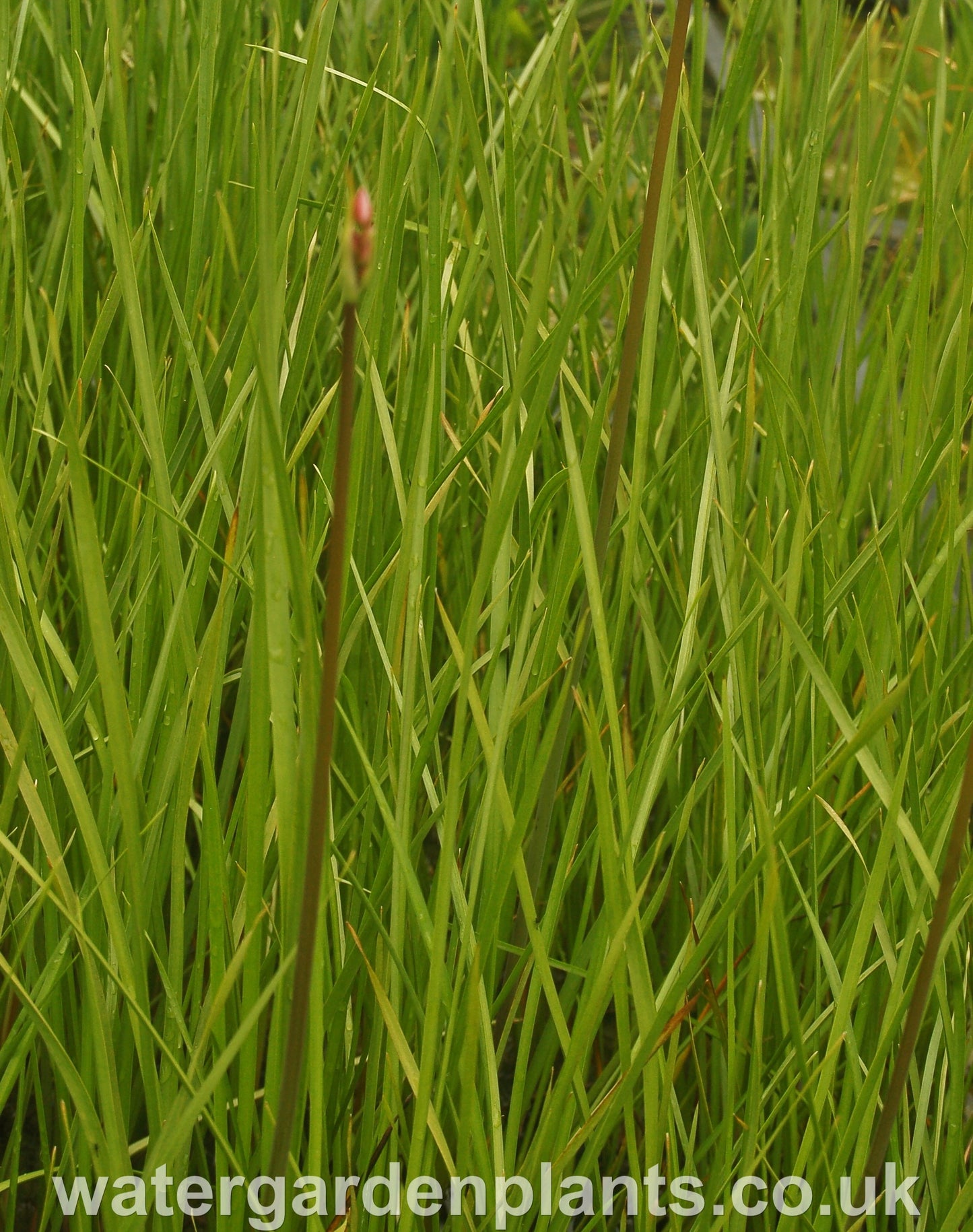 Butomus_umbellatus_Flowering_Rush