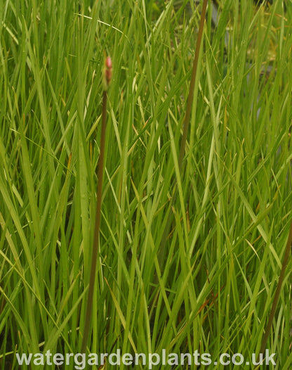 Butomus_umbellatus_Flowering_Rush