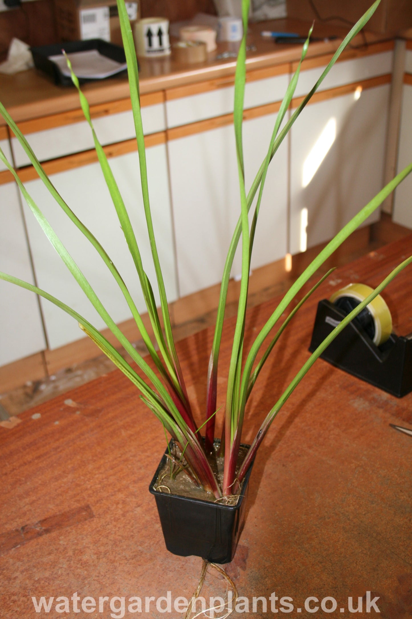 Butomus_umbellatus_Flowering_Rush on potting bench